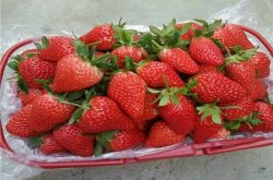 种草莓苗要施肥吗？
