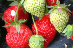 大棚草莓白粉病怎样治疗呢？