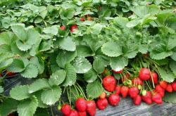 草莓大棚栽培技术的步骤