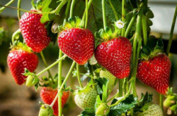 草莓苗如何度夏 草莓苗度夏指南