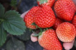 自家种的草莓多久施肥一次