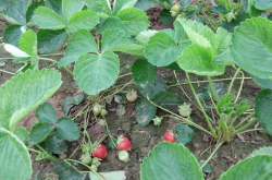 你懂草莓的繁殖吗？草莓苗繁殖技术指南