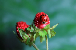 草莓苗上面有虫怎么办 草莓苗虫害防治方法