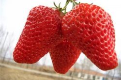 草莓预防炭疽病用什么药好和表现症状
