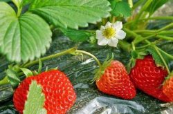 草莓开花了怎么施肥