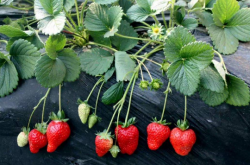草莓挂果后要多久施肥一次