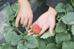 草莓挂果可以施肥吗