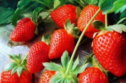 草莓果实发育期施肥