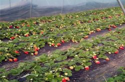 草莓下雨天能施肥吗