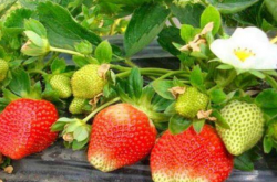 草莓很小施肥用什么