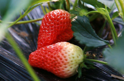 草莓花果期下午可以施肥吗