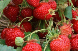 如何防止草莓苗的芯烂掉呢？