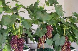 关于家庭种植葡萄的方法