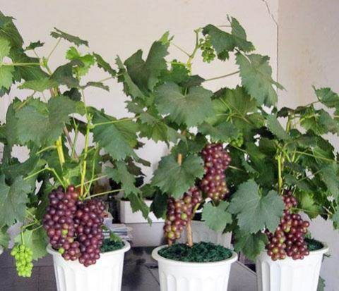 关于家庭种植葡萄的方法 农业技术 天天学农