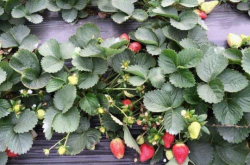 草莓栽种多久可施肥