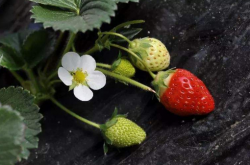 草莓在采摘期能施肥料吗
