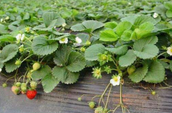 草莓怎么浇水与施肥