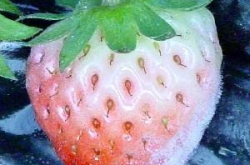 草莓白粉病的预防与危害症状