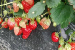 造成草莓烂果病有几种？