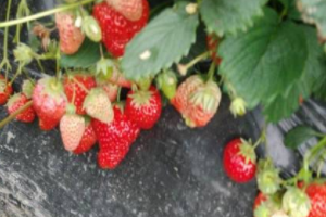 草莓施肥的方法有哪些