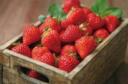 草莓苗开花了要施肥吗，施肥关键事项要注意