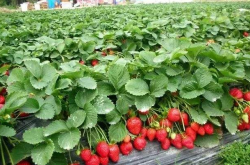 草莓秋季施肥技术是怎样的？
