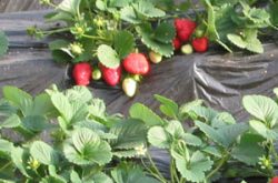 草莓大棚施肥要领