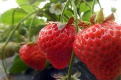 草莓的施肥多少天一次