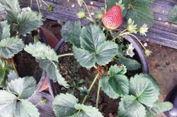 草莓苗的小叶病传染吗?