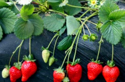 草莓苗施什么肥好？施肥方法是怎样的