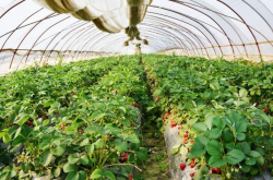 草莓育苗怎样施肥？