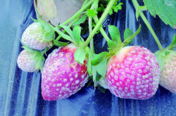 草莓冬天会有什么病 草莓冬季病虫害防治重点