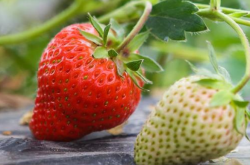 大棚草莓的种植基肥如何去用？
