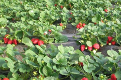 春季草莓的种植技术是怎样的？