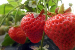 草莓用什么提苗比较好？