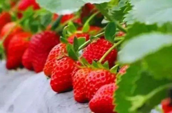 草莓炭疽病用哪些药？