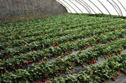草莓苗室内栽培方法