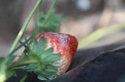 草莓上几种常见病 这些常见病有什么特征