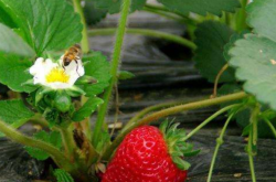盆地草莓开花结果时几天施肥浇水