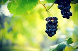 种植葡萄的一些基本知识你是否了解