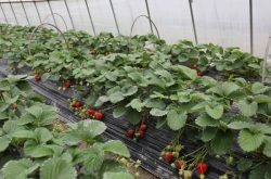 草莓大棚的种植技术方法