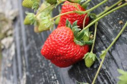 草莓移栽缓苗需要多久