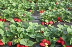 草莓施肥技术的重要性