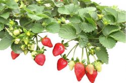 种草莓苗用什么药水