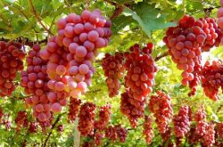 不同的葡萄品种对人体到底有哪些功效