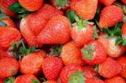 草莓苗种植后怎么处理