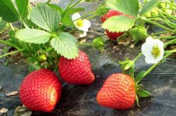 治疗草莓苗炭疽病最新药剂有哪些