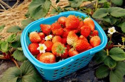 草莓种植需要什么肥