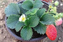 盆栽草莓的施肥要素