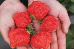 草莓冲施肥怎么做